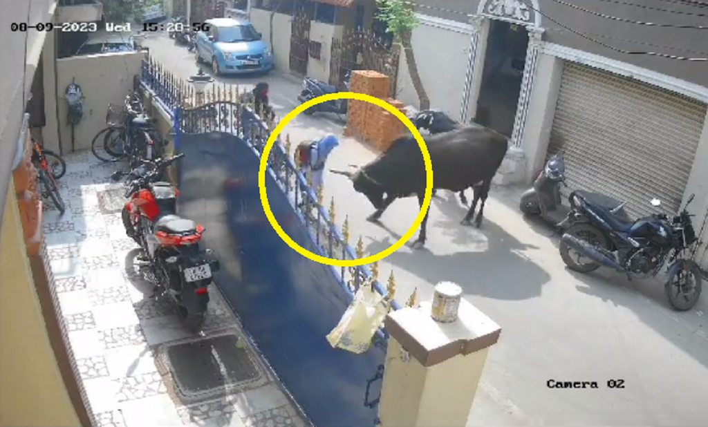 VÍDEO menina de 9 anos fica ferida ao ser atacada por vaca em rua da