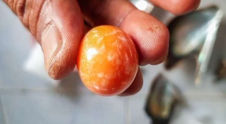 Pescador encontra pérola laranja raríssima de R$ 1,85 milhão