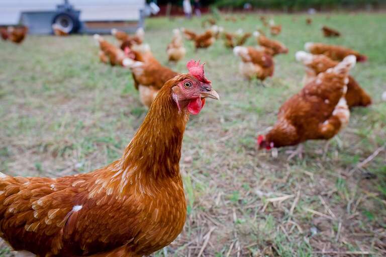 Rússia tem primeiros casos em humanos da gripe aviária H5N8