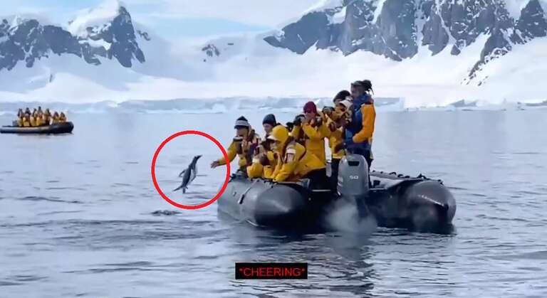 Turistas flagram pinguim fugindo de ataque de baleias orcas