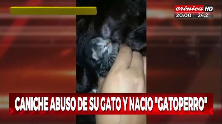 Suposto filhote de gato e cachorro nasce na Argentina