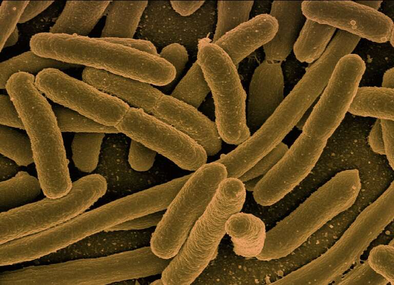 Cientistas usam celulose para criar bactericida com 90% de eficiência