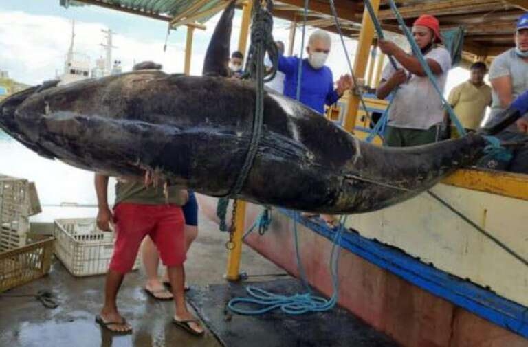 Pescadores do RN fisgam atum azul gigante avaliado em R$ 164.800