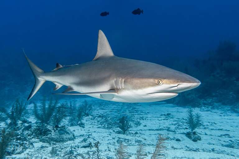 Cientistas confirmam que tubarões possuem “GPS natural”