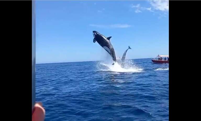 Veja o impressionante salto de uma baleia orca no México