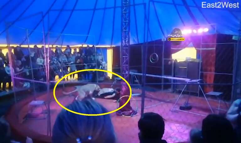 Vídeo mostra domador sendo atacado por leoa em circo na Rússia