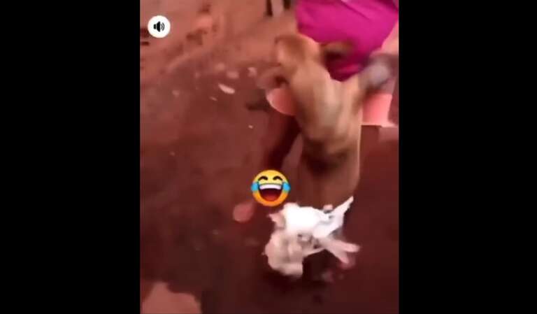 Revoltante: casal prende galinha em cachorro e solta bomba neles