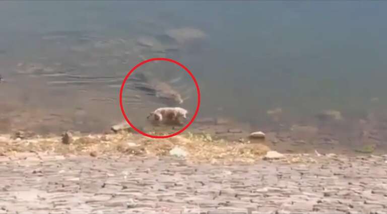 Vídeo mostra ataque de crocodilo a um cachorro no rio Chambal, na Índia