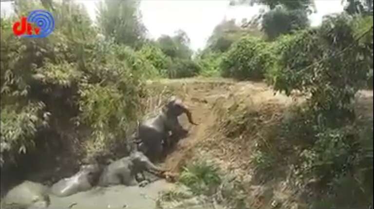 Assista ao emocionante resgate de elefantes presos num fosso de lama