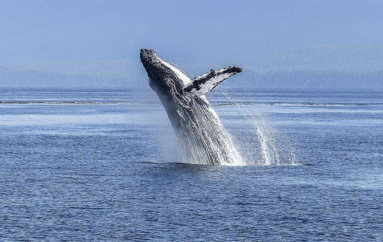 Baleia atinge barco e deixa jovem em coma na Austrália