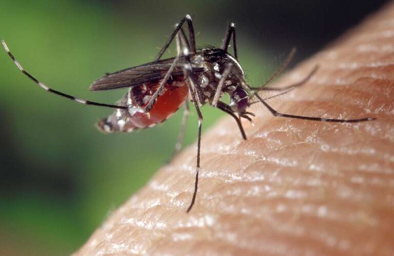 Mosquitos modificados reduzem em 77% os casos de dengue numa região da Indonésia