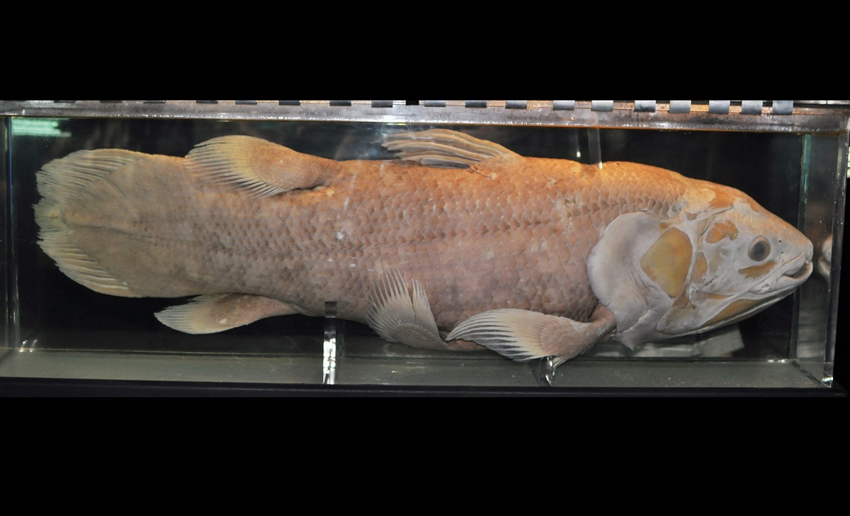 Já viu peixe viver 100 anos? Conheça o celacanto africano
