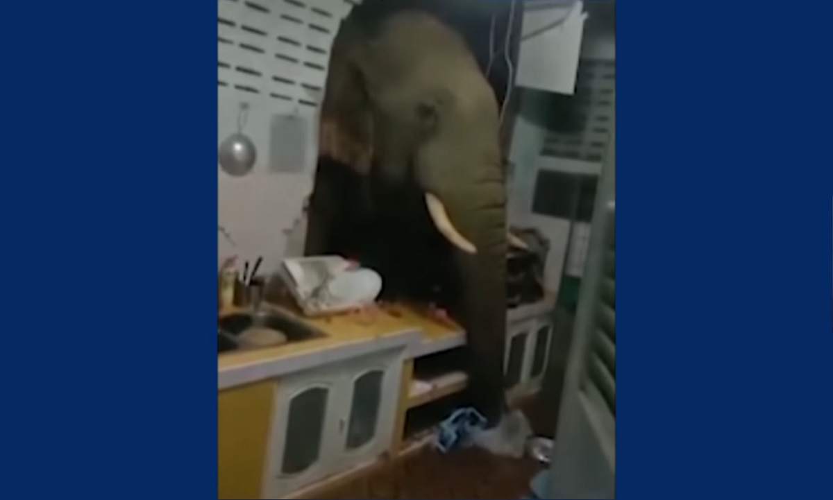 Elefante invade cozinha na Tailândia em busca de alimentos; confira o vídeo!