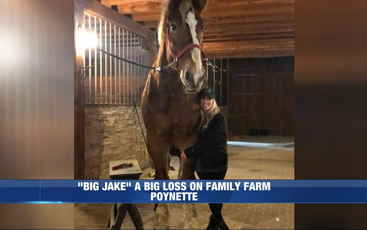 Aos 20 anos, morre Big Jake, o cavalo mais alto do mundo