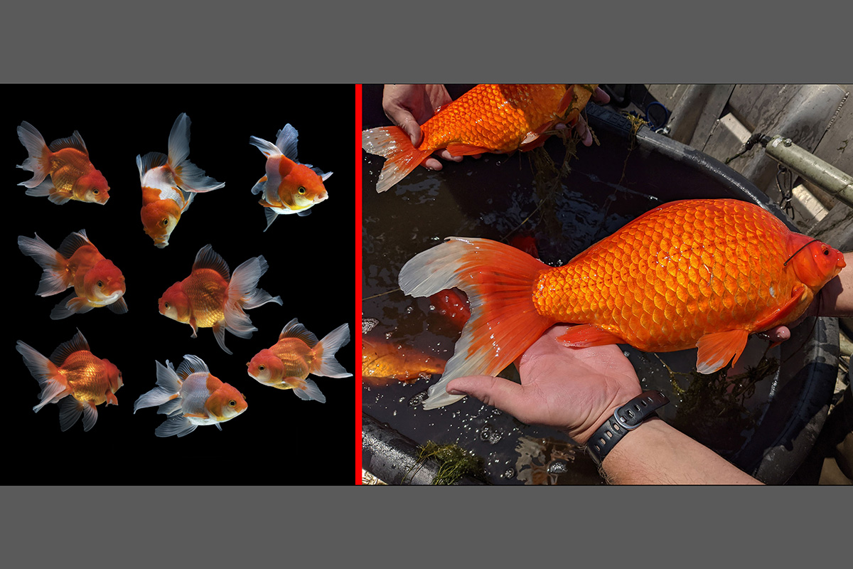 Bonitinhos e “perigosos”: peixes dourados ameaçam lagos e lagoas nos EUA