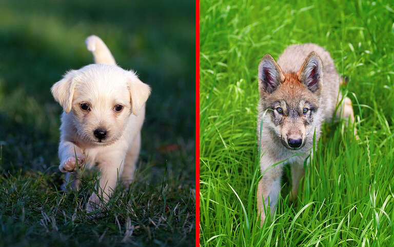 Filhotes de lobo nunca serão como os cães, afirmam os cientistas