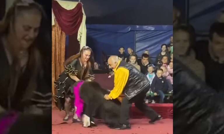 Vídeo: urso ataca treinadora em circo itinerante da Rússia