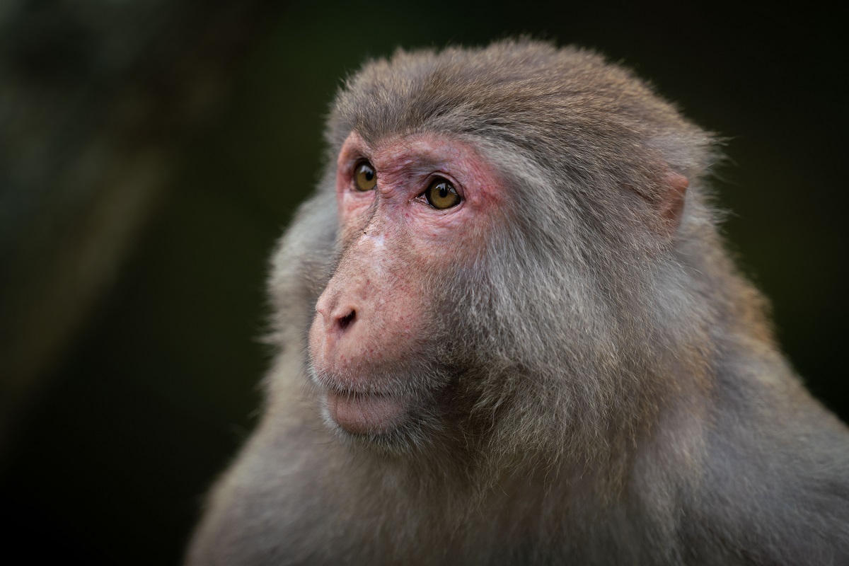Chinês morre vítima da raríssima herpes B, que é transmitida por macacos