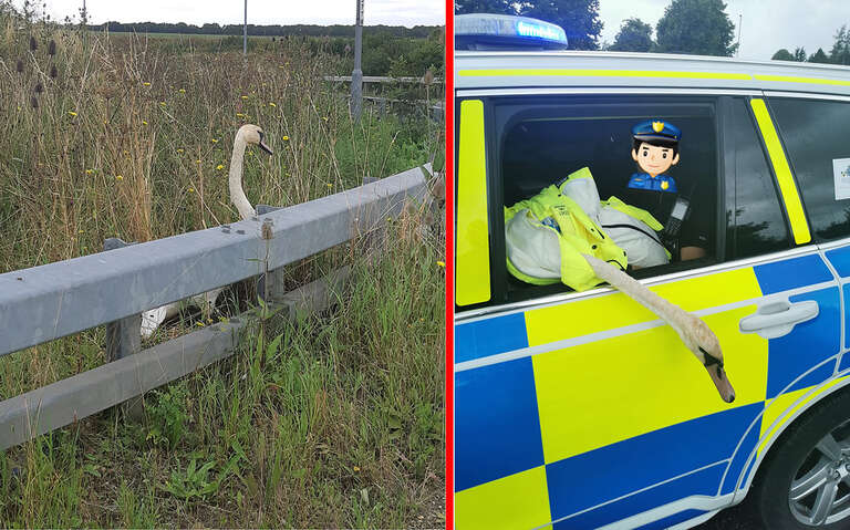 Cisne é “preso” por atrapalhar o trânsito no Reino Unido