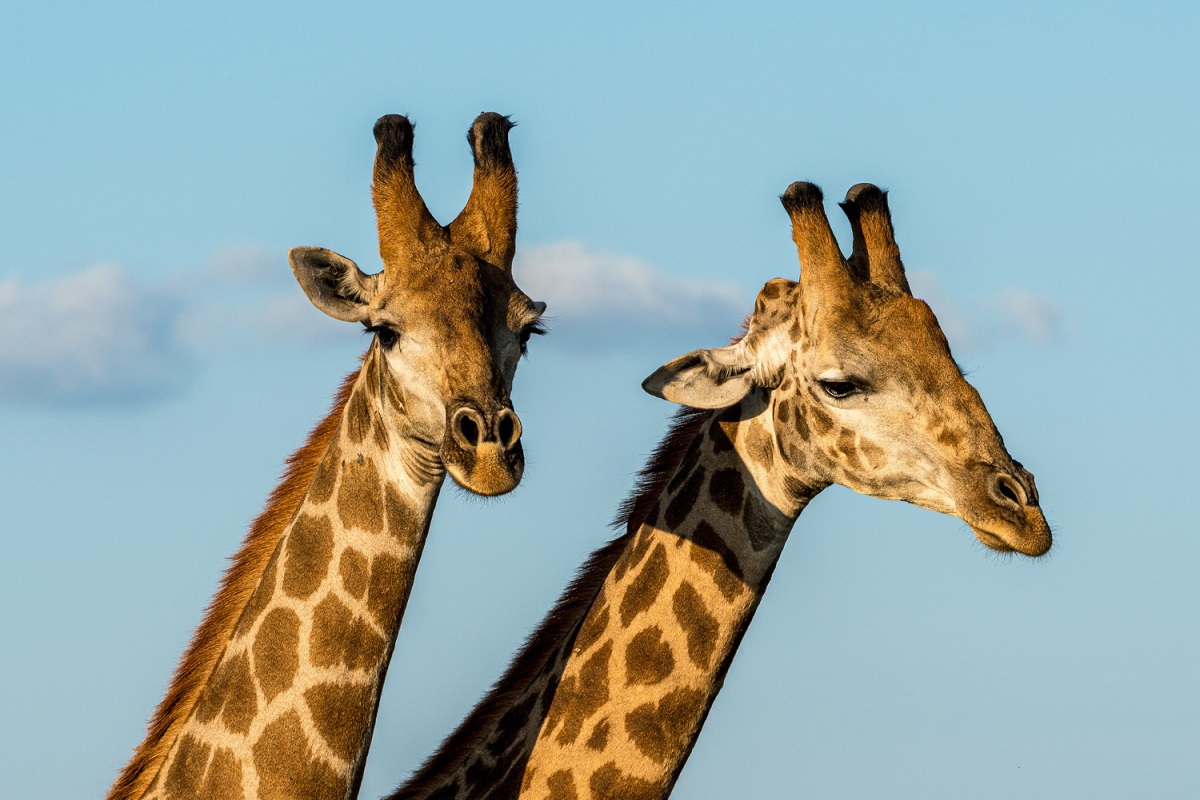 Quem disse que as girafas são animais solitários?
