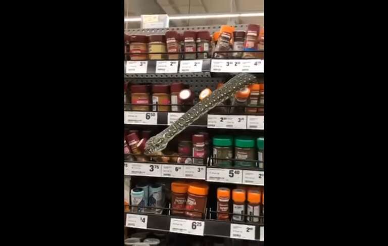 VÍDEO: cobra surge na prateleira de supermercado na Austrália