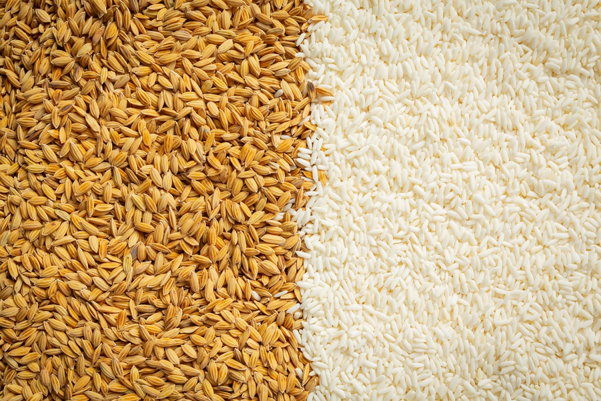 Saiba como retirar uma substância tóxica presente no arroz