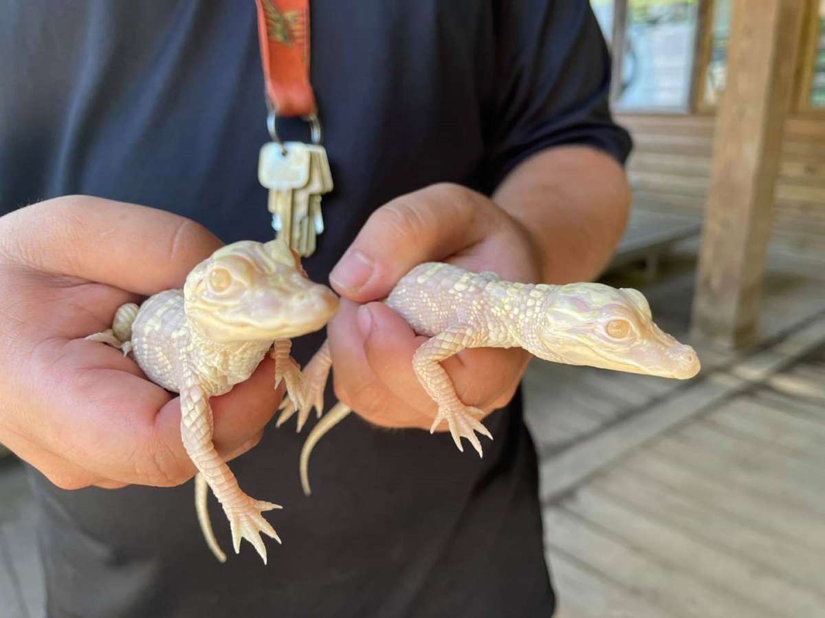 Raros crocodilos albinos nascem no parque Wild Florida nos EUA