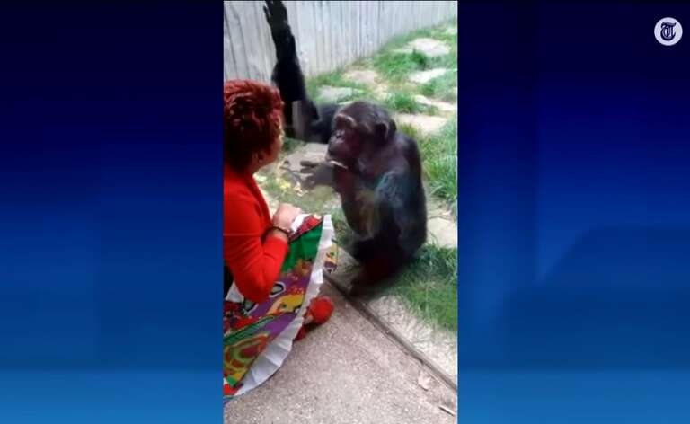 Mulher é proibida de se “relacionar” com chimpanzé em zoológico belga