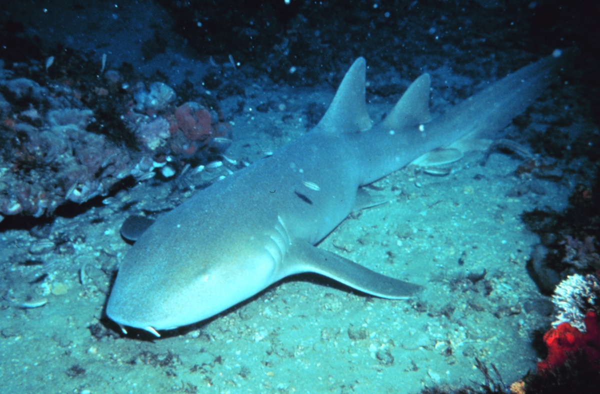 Fotógrafo faz raro registro de ovo de tubarão em Fernando de Noronha