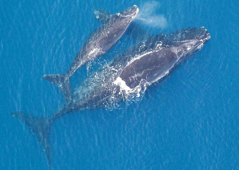 Aquecimento global está causando a extinção acelerada das baleias-francas