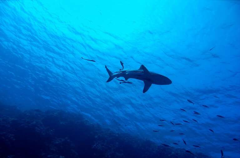 Mais um ataque de tubarão na Austrália, mas desta vez, fatal