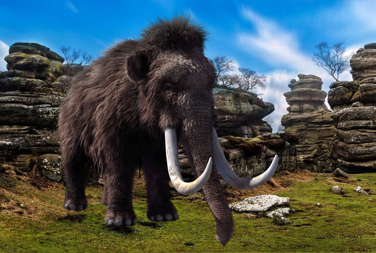 Empresa americana pretende ressuscitar o mamute-lanoso, extinto há 10.000 anos