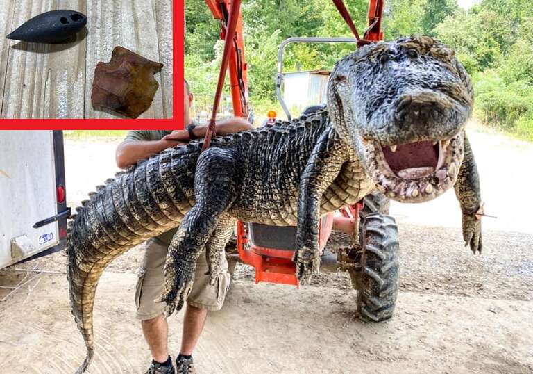EUA: crocodilo de 5 metros tinha dois objetos históricos em sua barriga