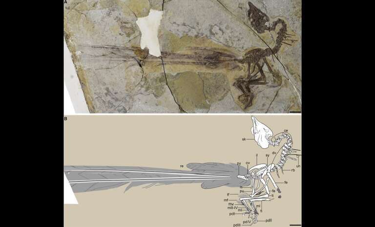 Fóssil raro de ave que viveu há 120 milhões de anos revela cauda enorme e nada prática