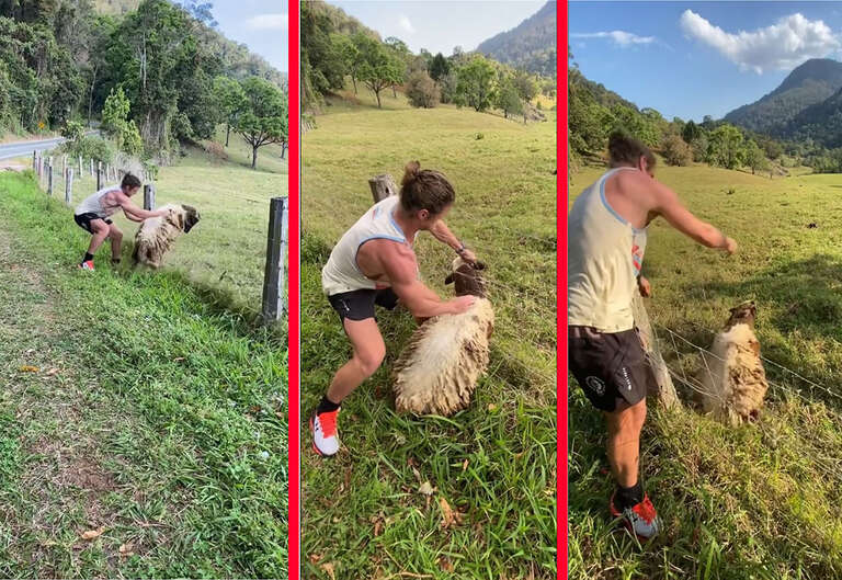 VÍDEO: Nick Cummins, ex-atleta do rugby, salva ovelha presa em cerca