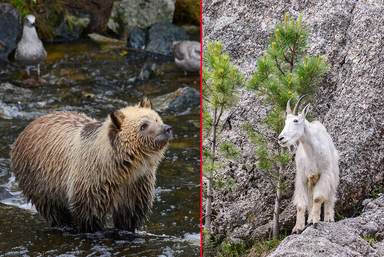 Cabra mata urso-pardo em parque do Canadá