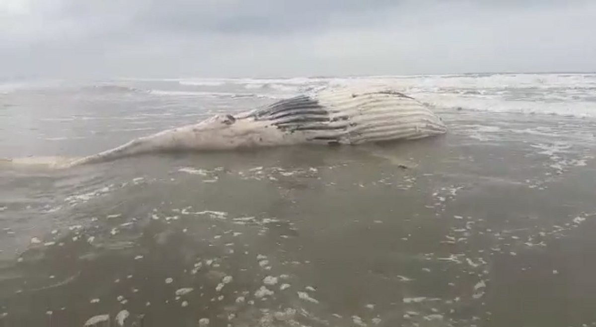 VÍDEO: baleia-fin de 20 metros é achada morta em praia do Paraná