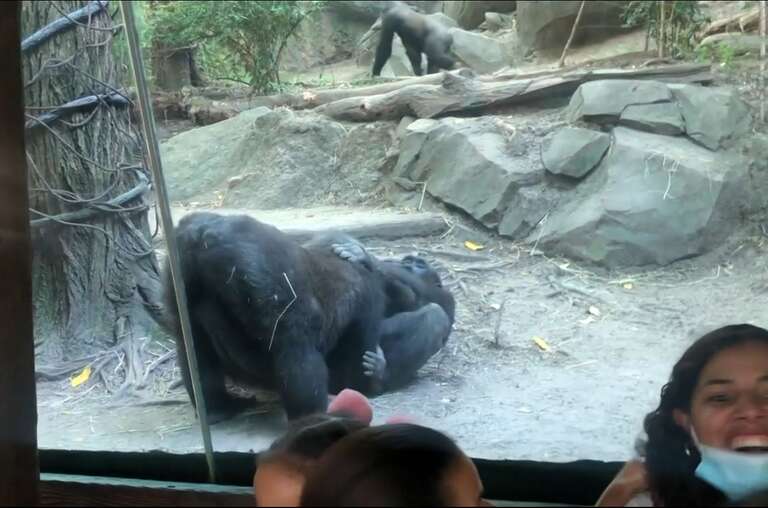 VÍDEO: gorilas fazem sexo oral na frente do público em zoológico dos EUA
