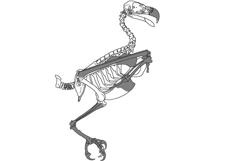 Descoberto na Austrália fóssil de ave de rapina de 25 milhões de anos