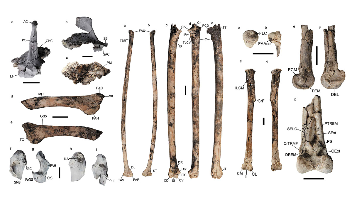 Descoberto na Austrália fóssil de ave de rapina de 25 milhões de anos