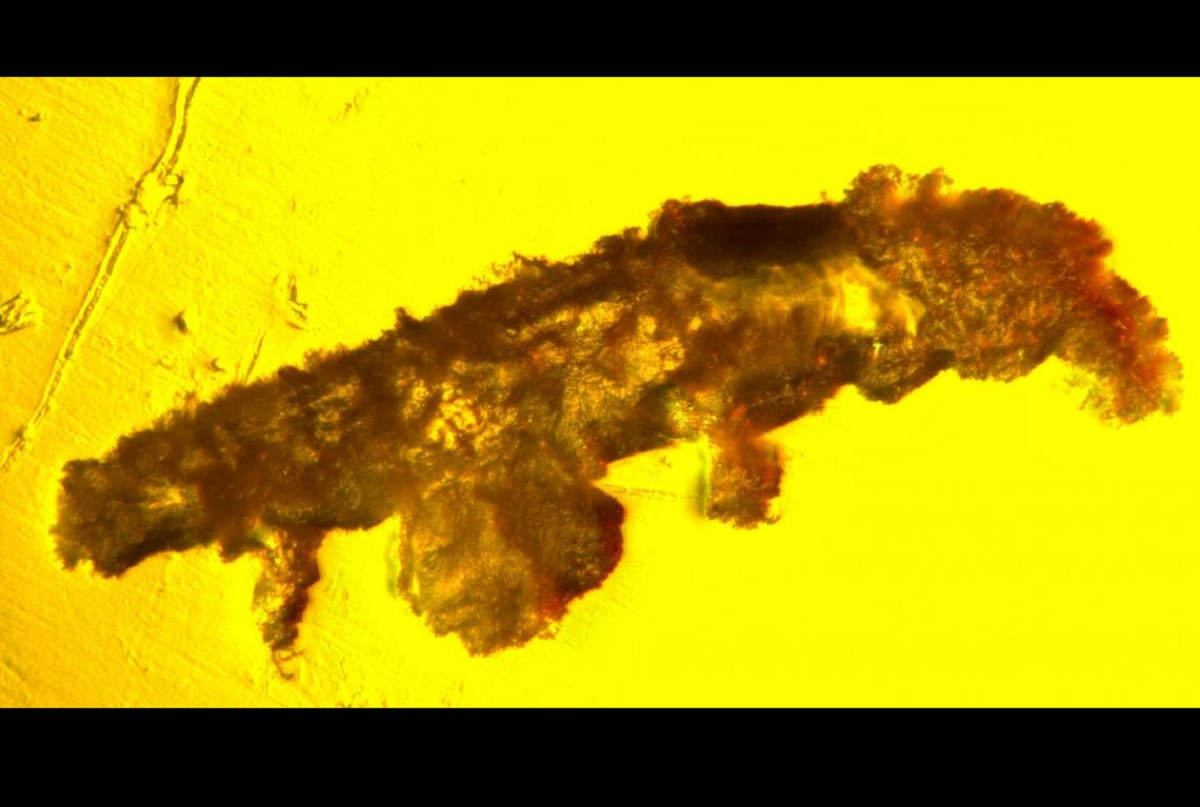 Raridade: cientistas encontram nova espécie de tardígrado em âmbar