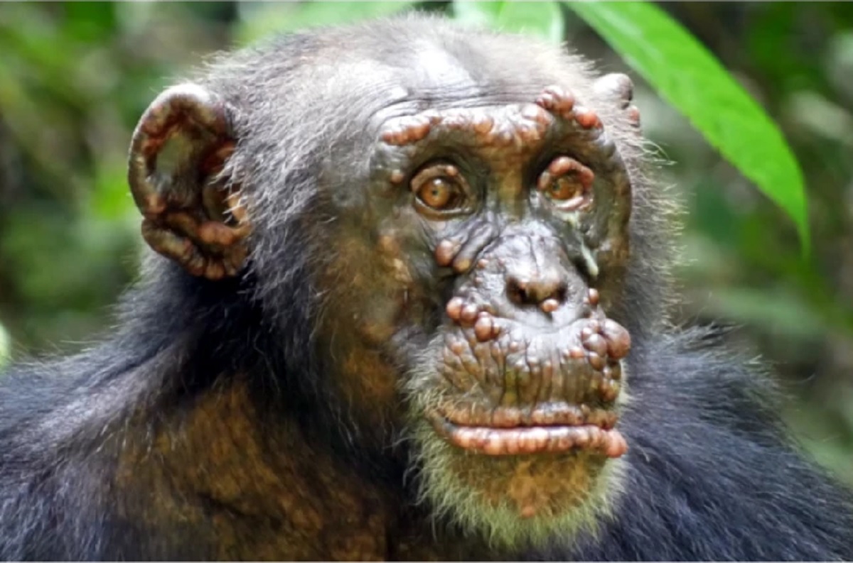 Cientistas detectam lepra em chimpanzés selvagens pela 1ª vez