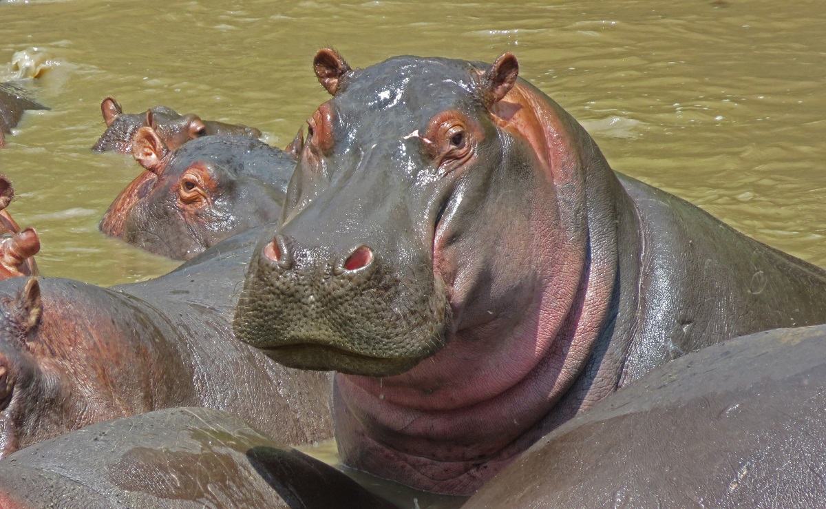 Colômbia esteriliza 24 dos hipopótamos de Pablo Escobar