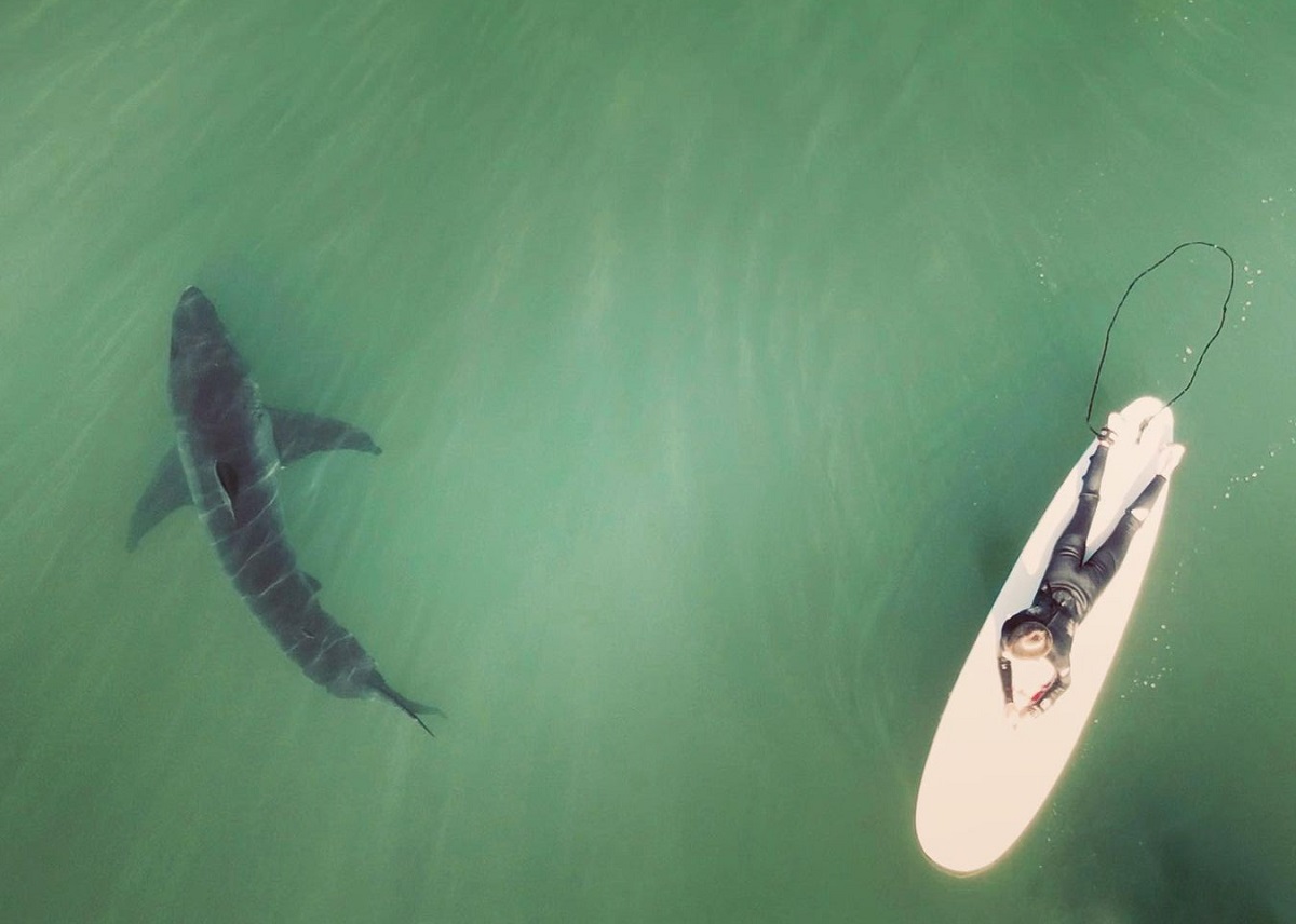 VÍDEO: drone flagra surfistas nadando em meio a tubarões nos EUA