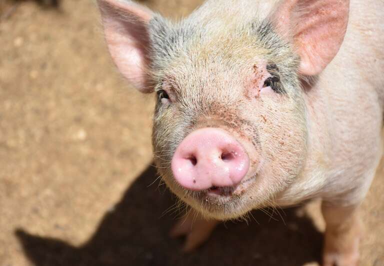 Cientistas testam com sucesso transplante de rim de porco em humano