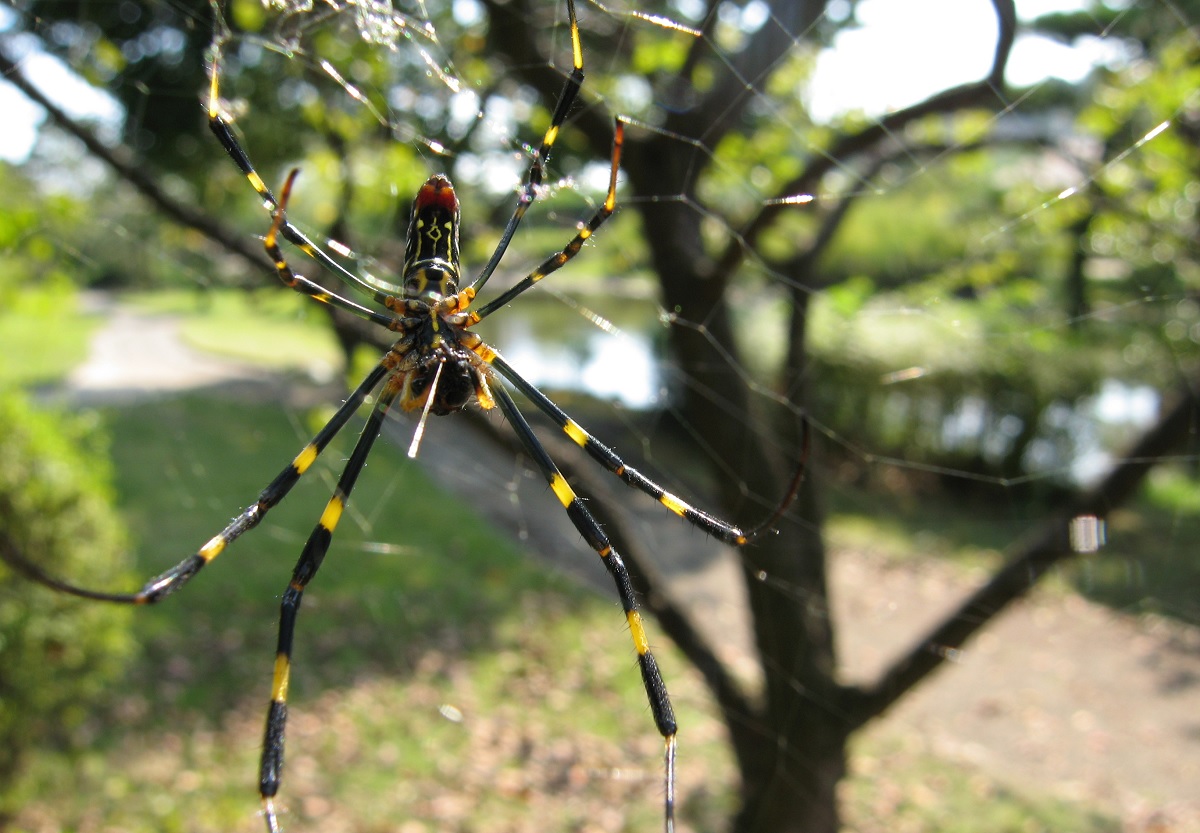 Aranhas gigantes invasoras assustam moradores nos EUA