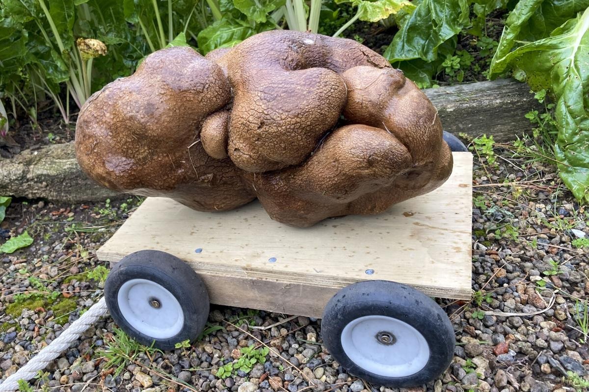 Recorde? Fazendeiro desenterra batata de 8 kg na Nova Zelândia