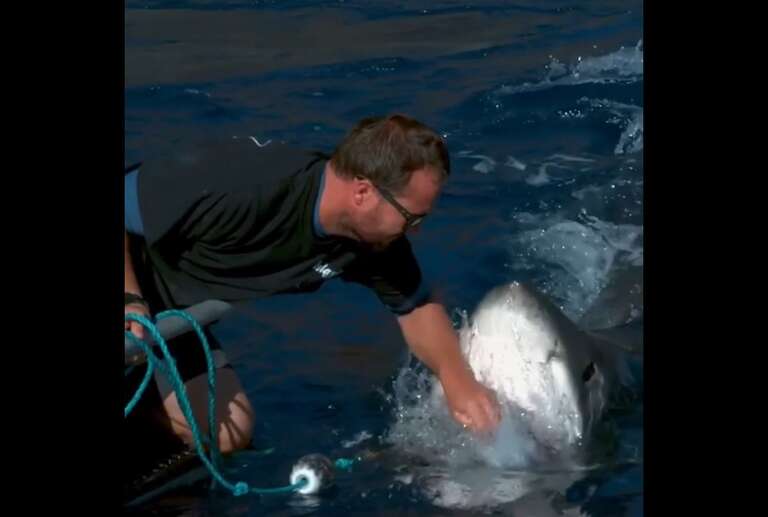 VÍDEO: tubarão quase arranca mão de britânico que o "acariciou"