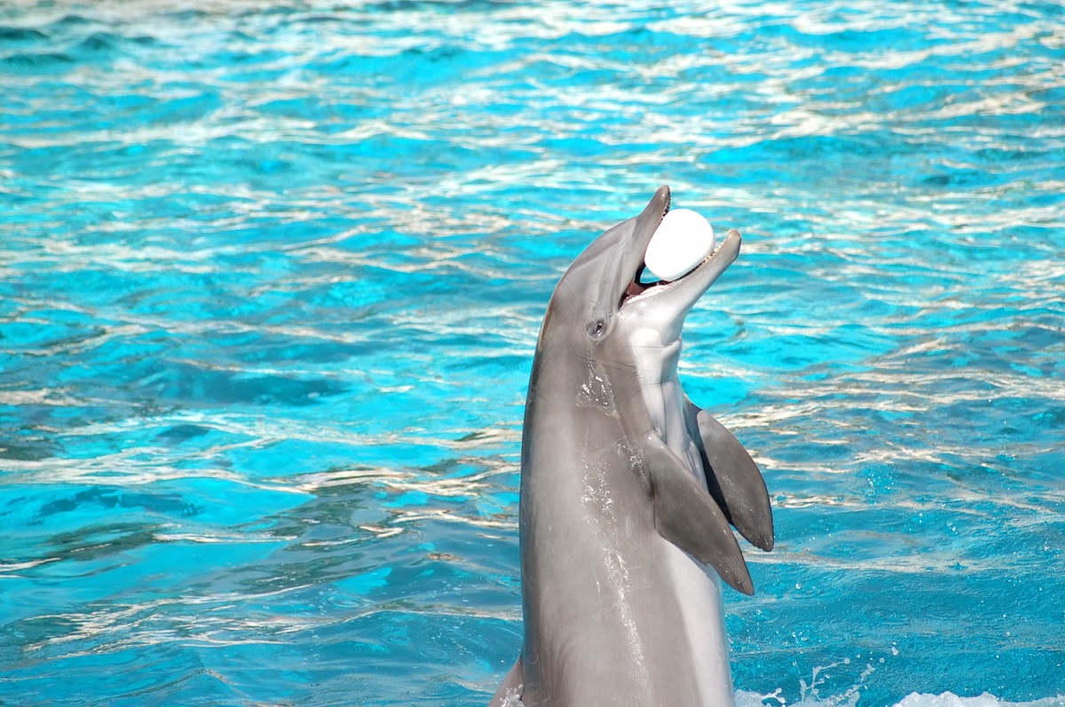 Sites de turismo retiram shows com golfinhos e baleias