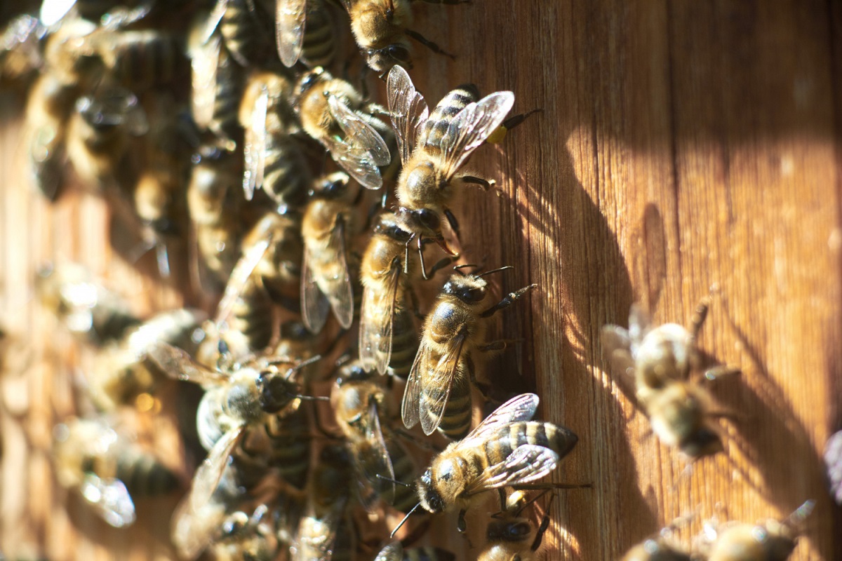Abelhas asiáticas “gritam” por socorro quando são atacadas por vespas